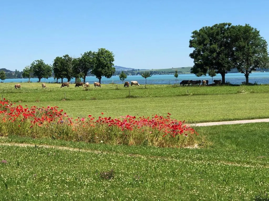 Alpenglück de Luxe Ferienwohnung am Forggensee - Général