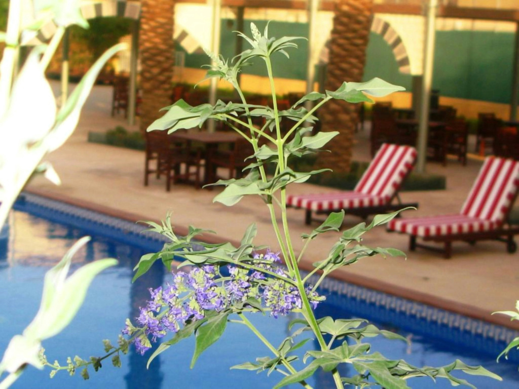 Holiday Inn Riyadh Izdihar by IHG - Général