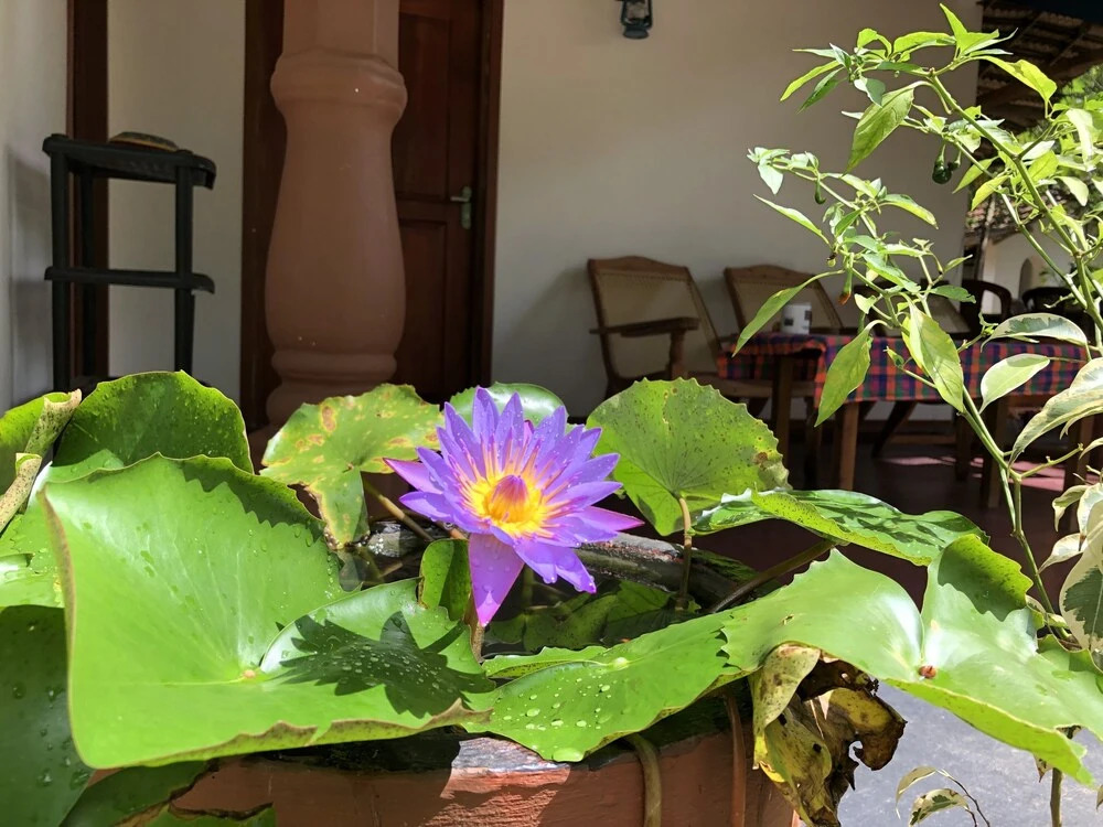 Sigiriya Nature Villa Lodge - фото 27