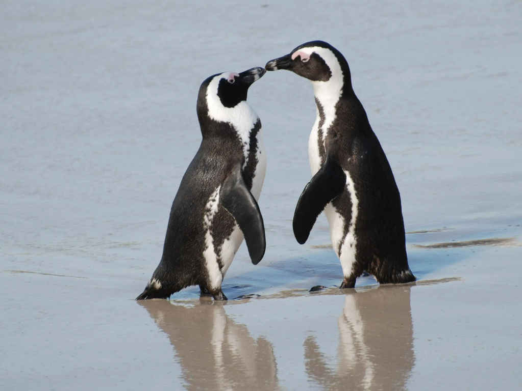 Penguinden