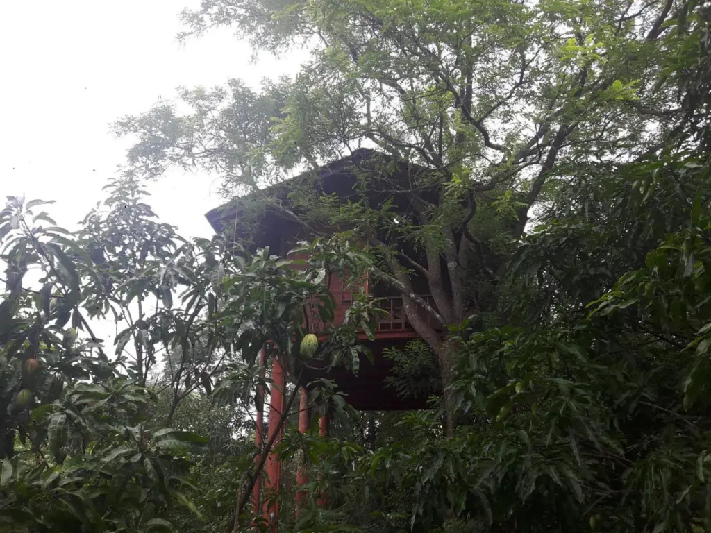 Dambulla Tree House
