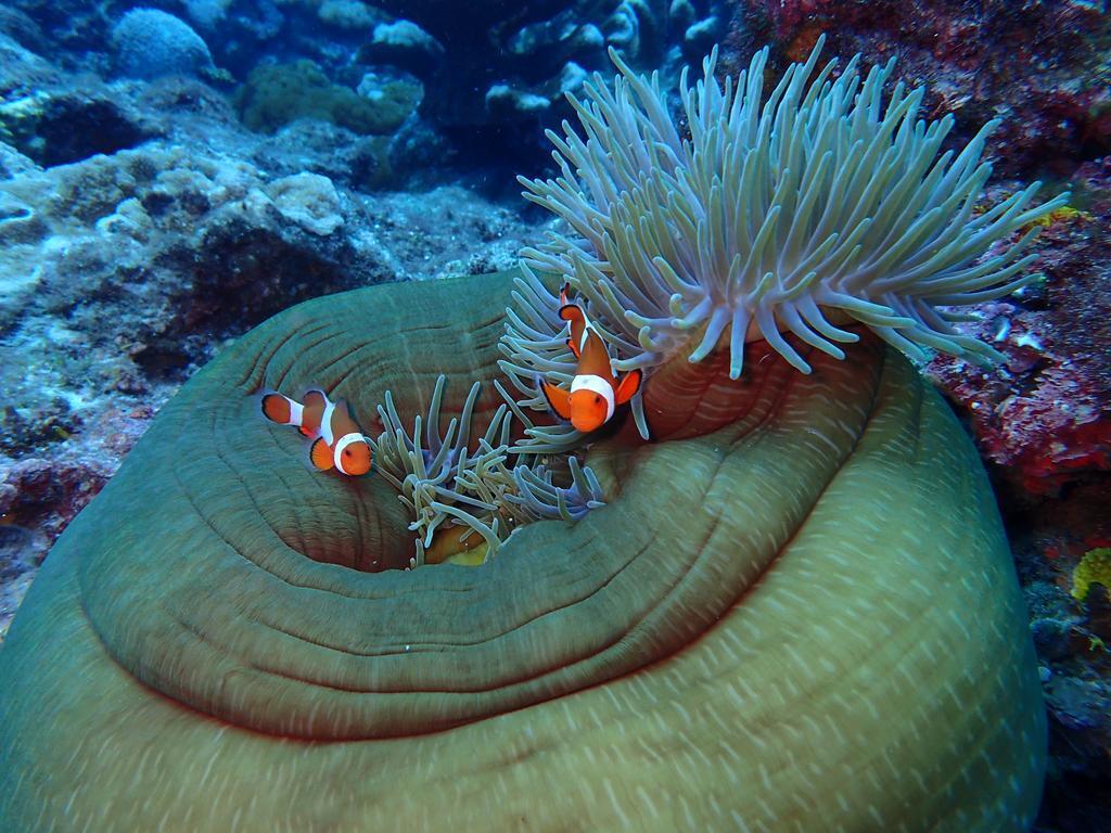 綠島好望角渡假海景民宿(臺東縣合法民宿：800號) by null