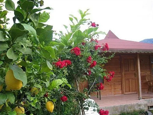Cirali Almira Bungalow - фото 12