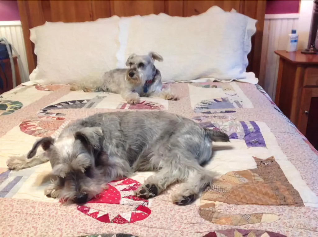 The Feathered Star B&B