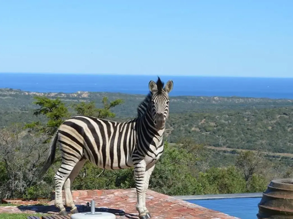 JBay Zebra Lodge - 2