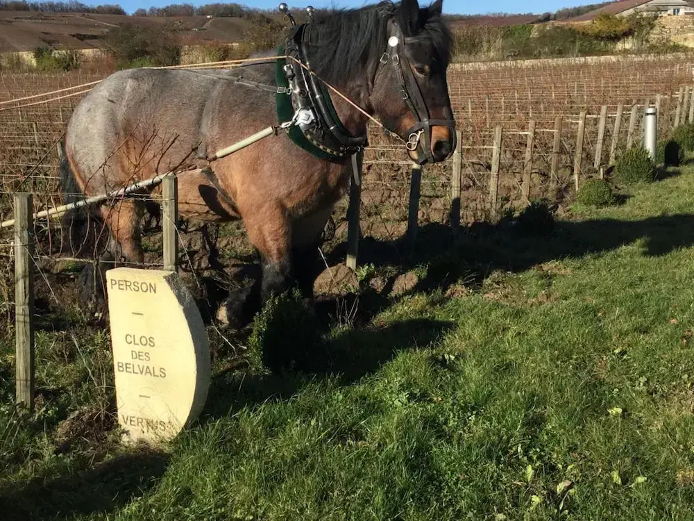 Domaine Le Clos des Belvals