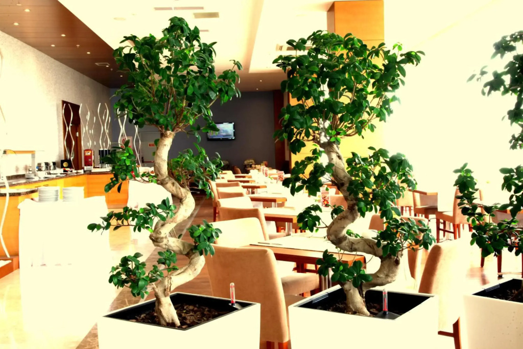 Orucoglu Oreko Hotel - фото 19