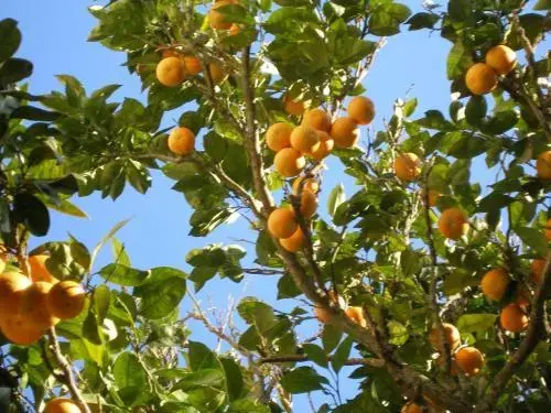 Finca Portizuelo - Général