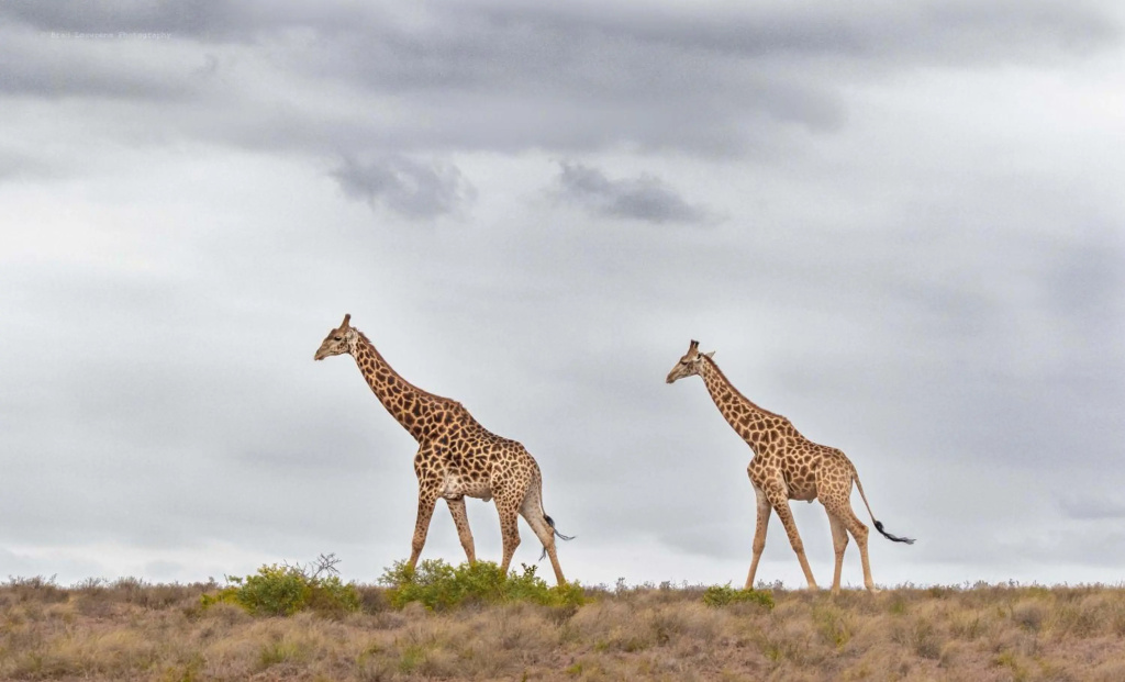 Woodbury Lodge - Amakhala Game Reserve - фото 19