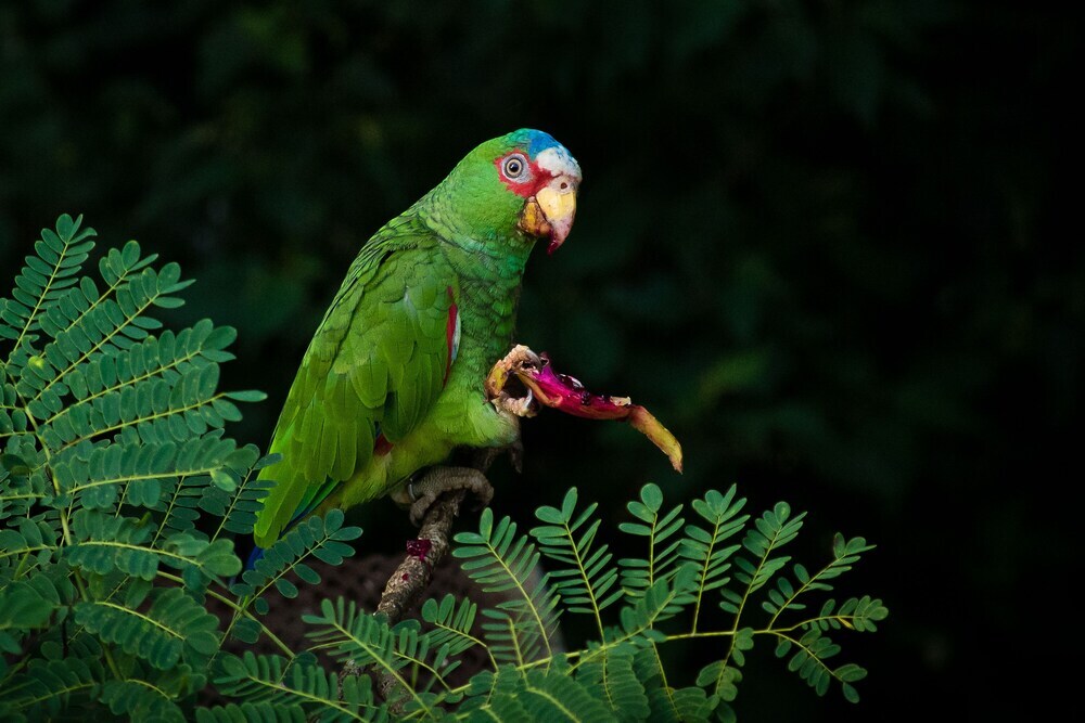Rock Farm Guest House