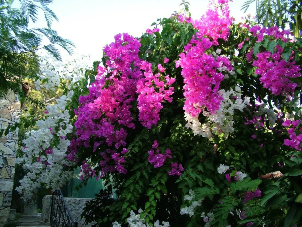 Paradise Garden Hotel