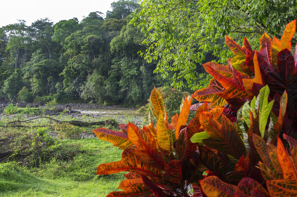 Selva Verde Lodge picture