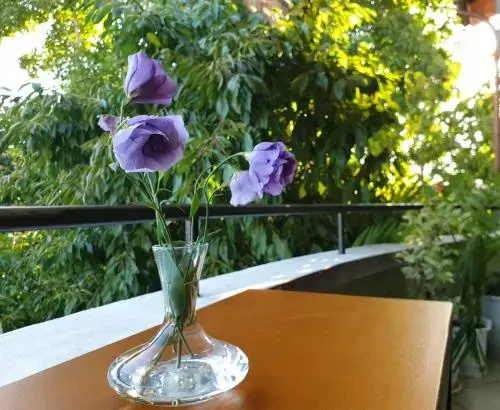 Balcony & Terrace