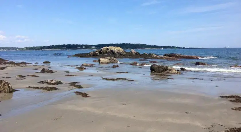 Sea Rose