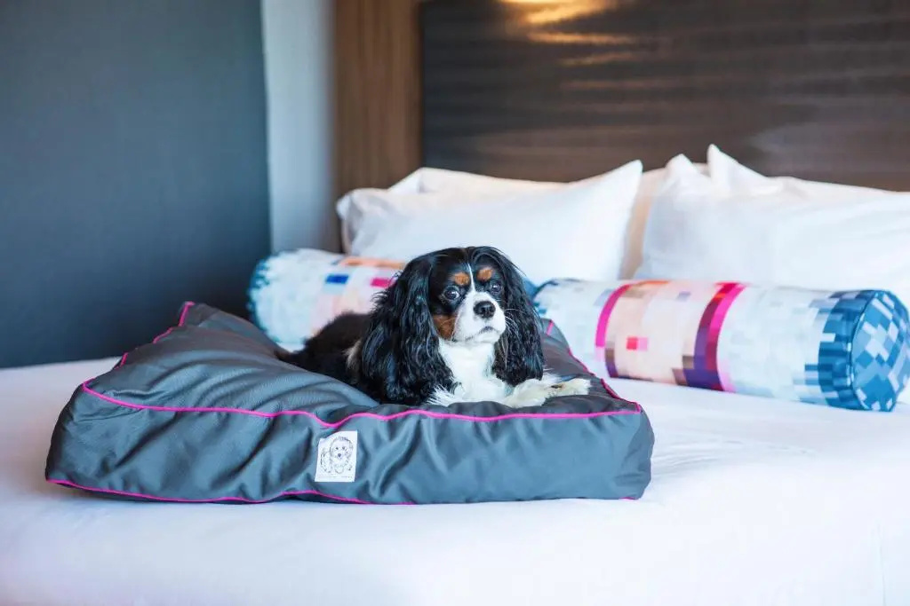 Aloft by Marriott Miami Dadeland - Chambres