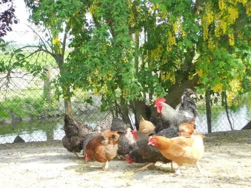 t'Ooievaarsnest - фото 20