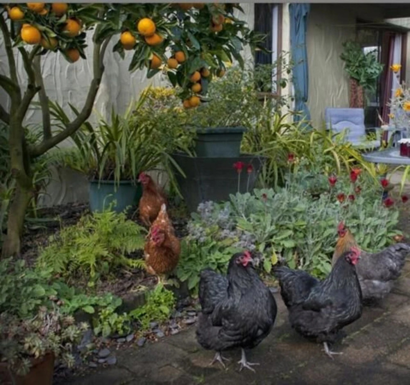99 Tihi Rd Bed & Breakfast