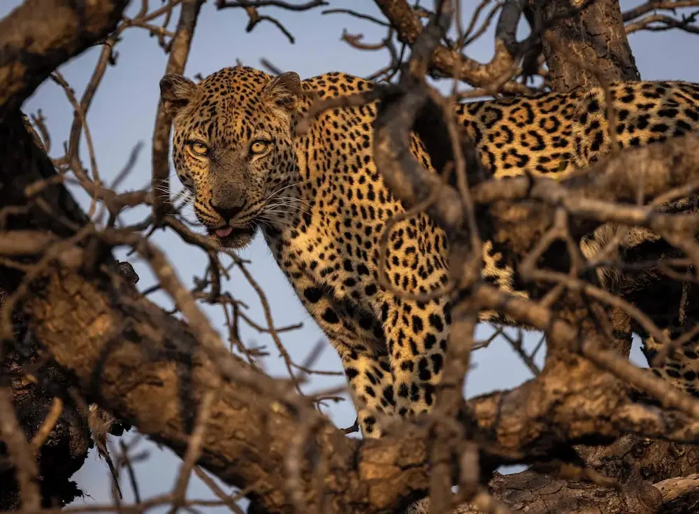 Ximuwu Safari Lodge