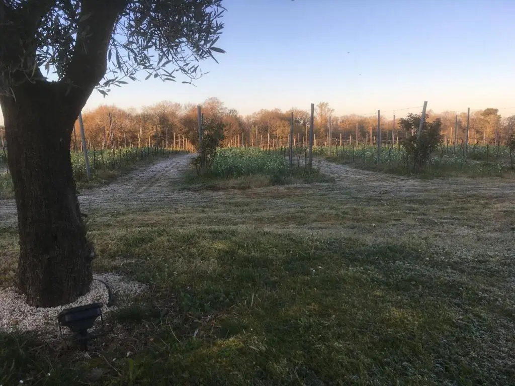 Gîte Les Vignes