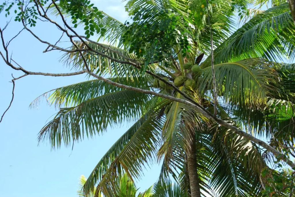 Heleni Jessop's Fatahega - фото 14