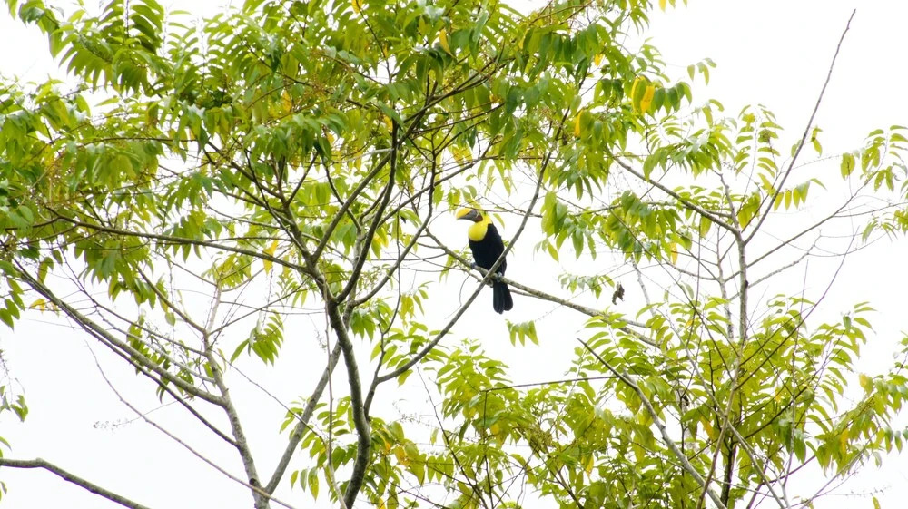 Hotel Casas Sol Sarapiqui - фото 22