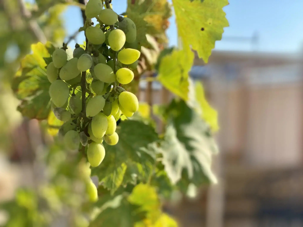Лютик - фото 34