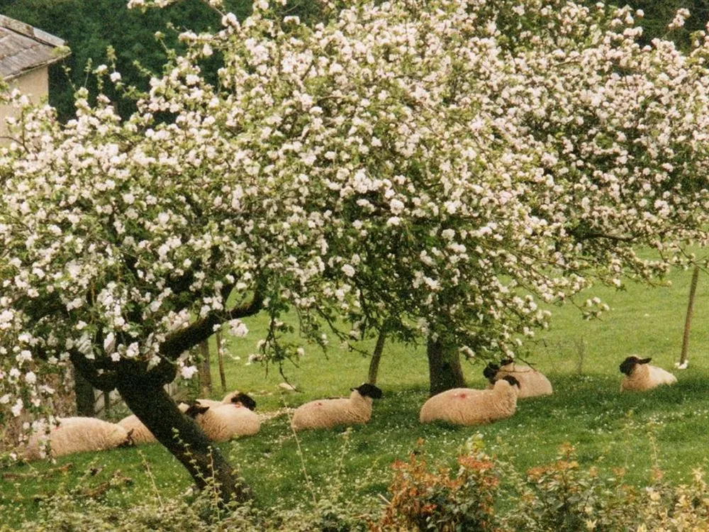 Higher Coombe Farm