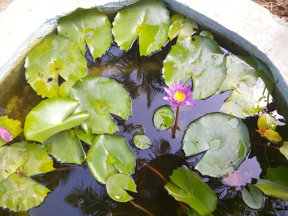 Sigiriya Nature Villa Lodge - фото 31