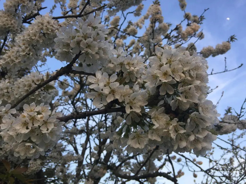 Jolie Halte Normande