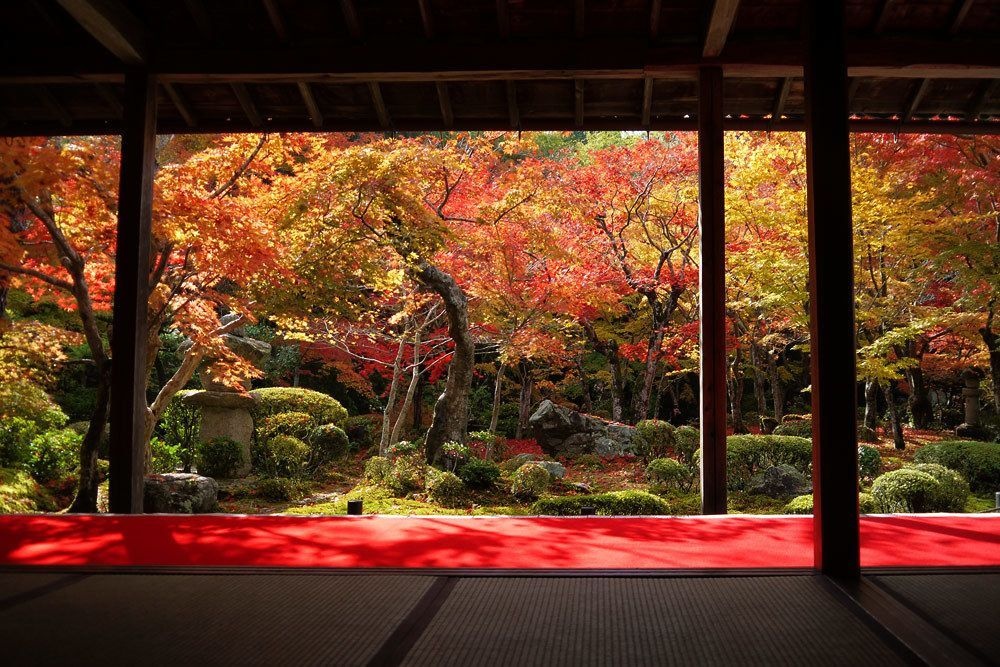Kyoto Stay SAKURA Fushimi Inari 1.2 사진 13
