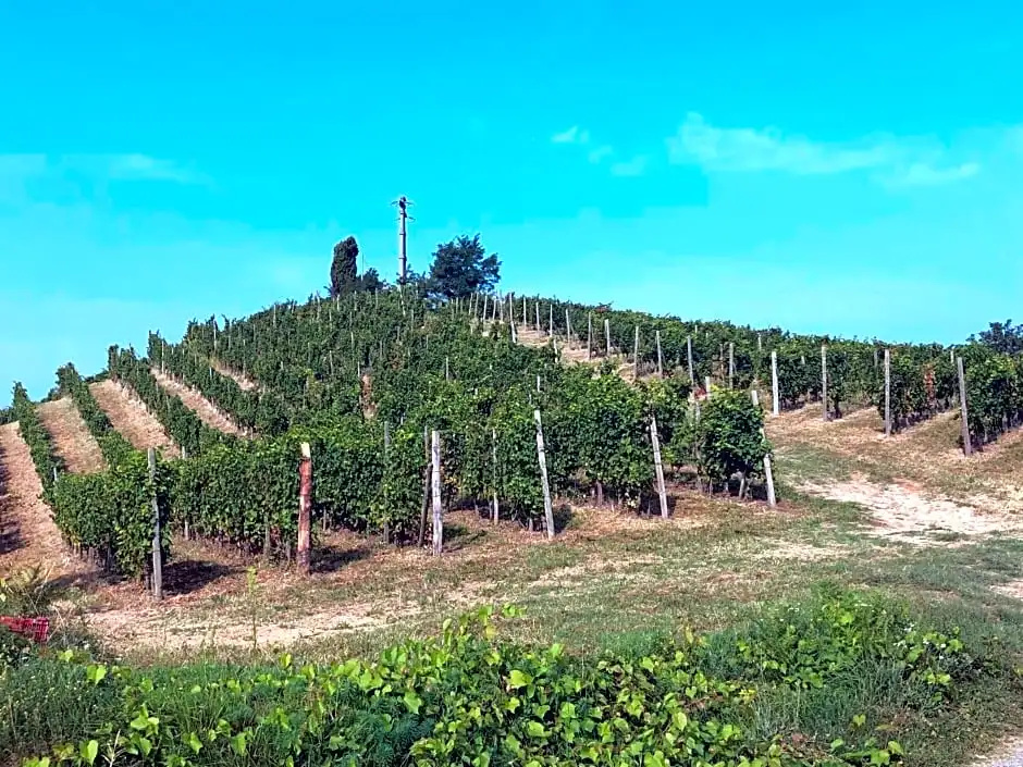 Tenuta Miranda