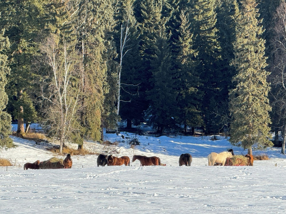 Nakiska Bear Ranch