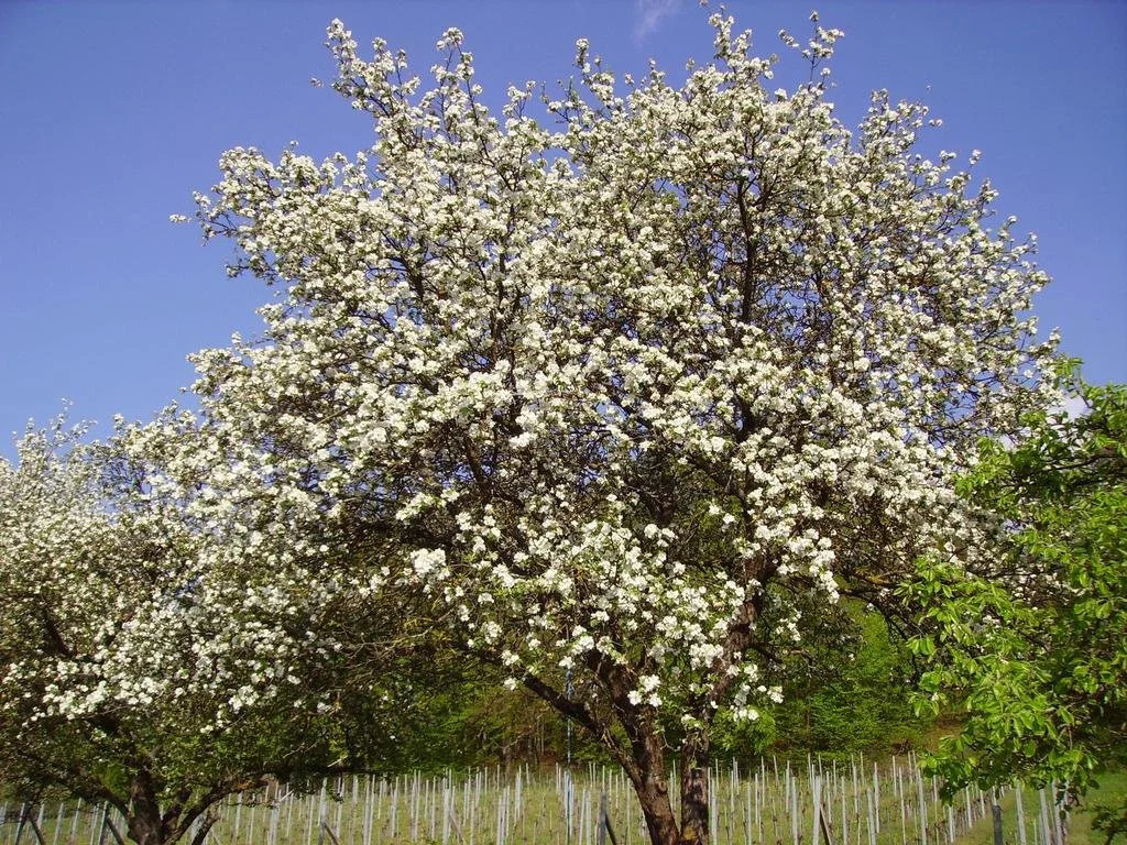 Appartement Weingut Schoberhof