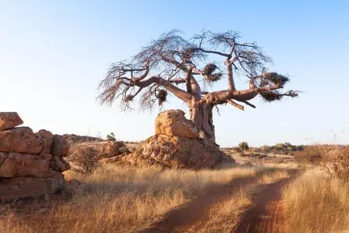 Tuli Game Reserve - Pride Rock Camp