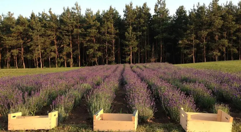 Lavender Szirák - фото 6