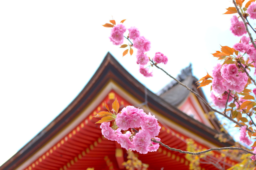 Stay SAKURA  Kyoto Matsuri in Kyoto