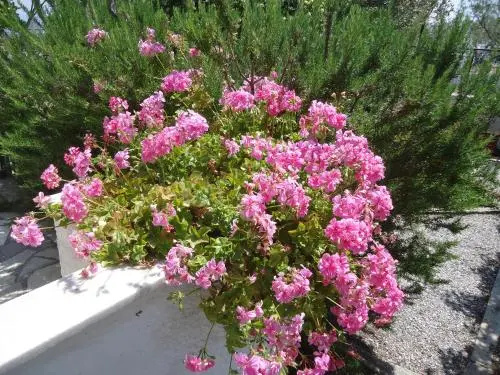 image url