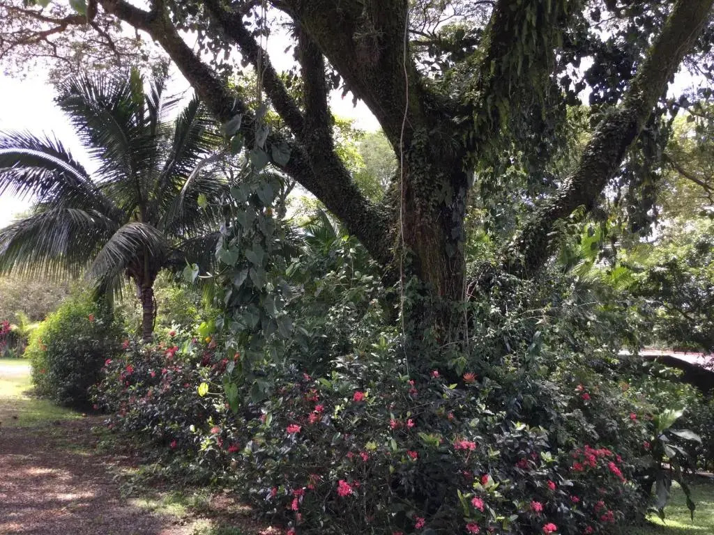 Villas el Cenizaro - фото 10