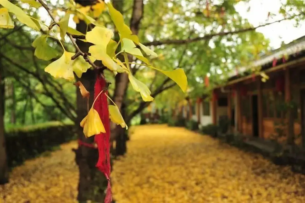 Qiudieyuan Inn