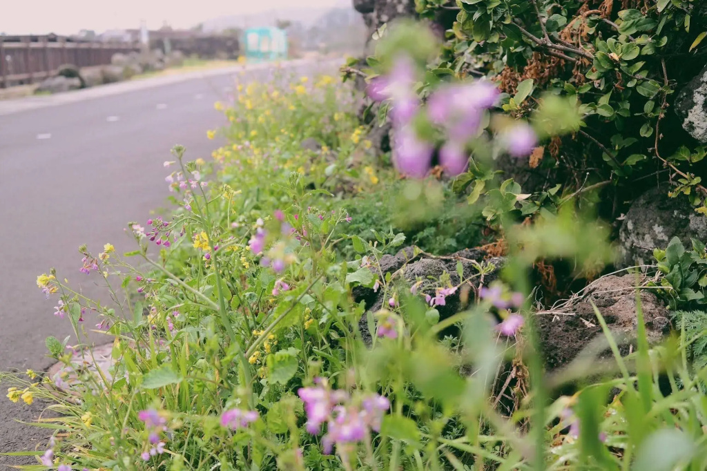 Jeju Saint House - Général