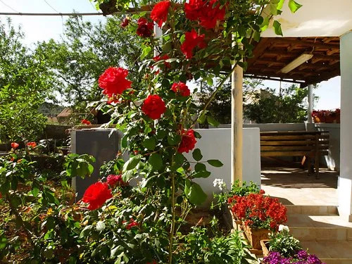 House Antonela Pa Man/Dobropoljana
