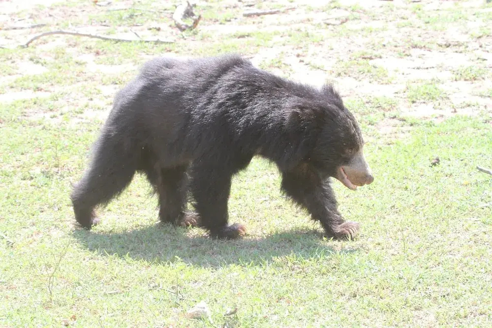 Yala Wilderness Safari Camp