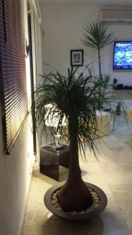 Apartamento PlayaDelCarmen 522 by Sinbad