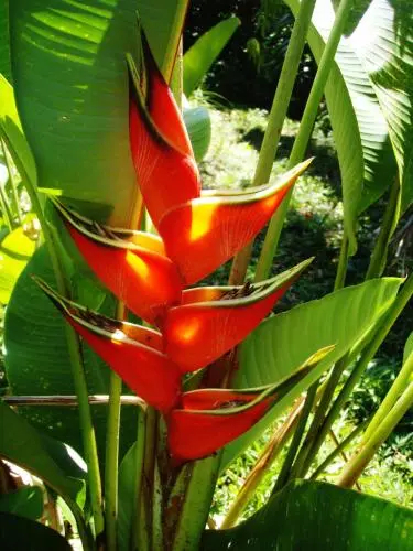 Roland's Garden Guesthouse - фото 17