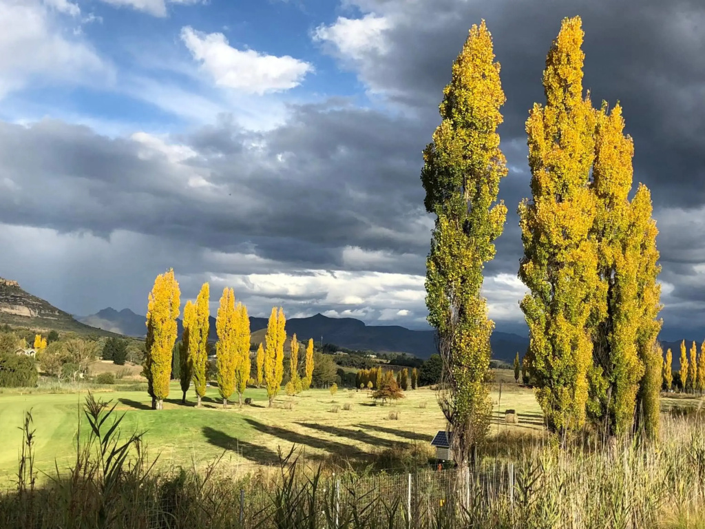 Birchwood A & B @ Clarens