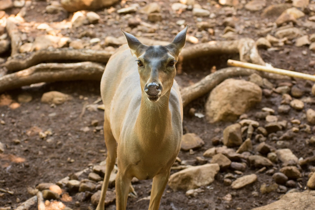Poza Blanca Lodge - фото 10