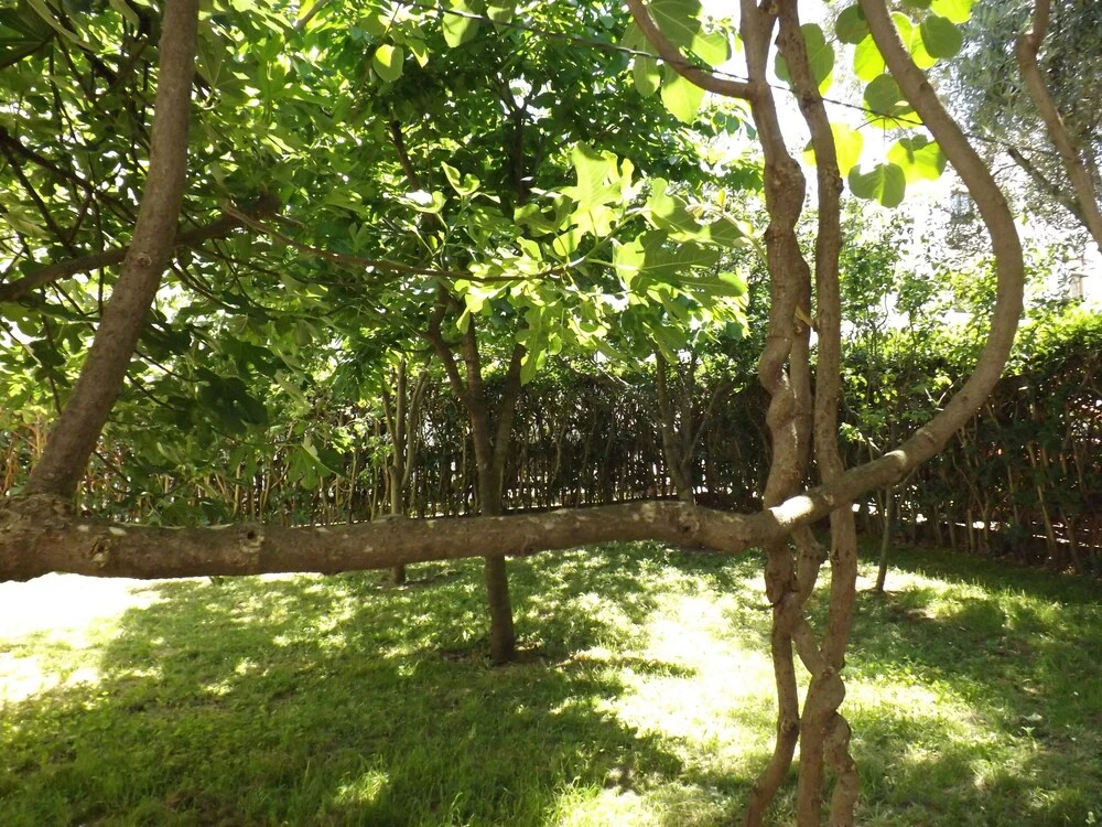 Three Bedroom Apartment With Garden
