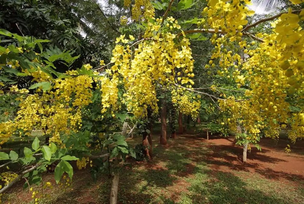Shreyas Yoga Retreat, Bangalore