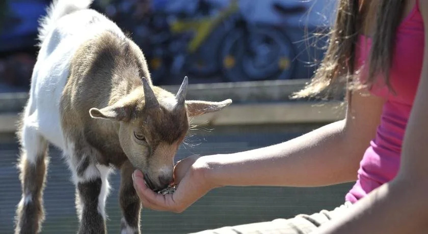 Balcony & Terrace