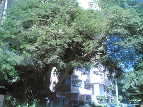 300 sqm2 flat in Cairo